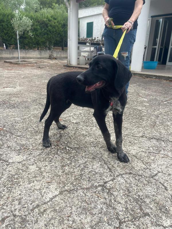 Dolcissima mix segugio 8 mesi Foto 2